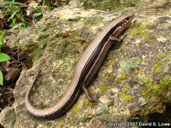 Southern Coal Skink (Plestiodon anthracinus pluvialis)