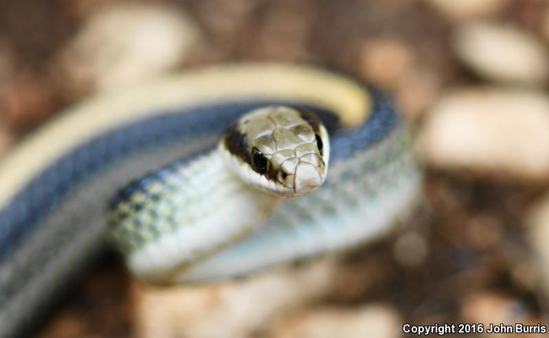 Texas Patch-nosed Snake (Salvadora grahamiae lineata)