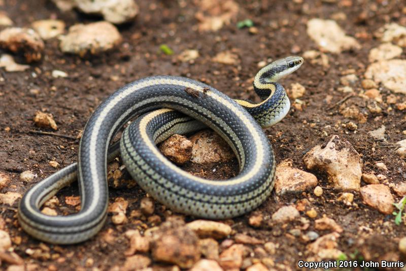 Texas Patch-nosed Snake (Salvadora grahamiae lineata)