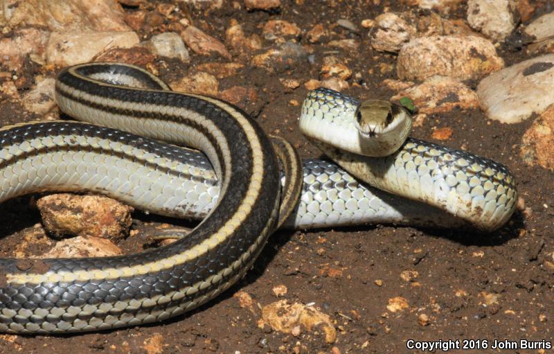 Texas Patch-nosed Snake (Salvadora grahamiae lineata)