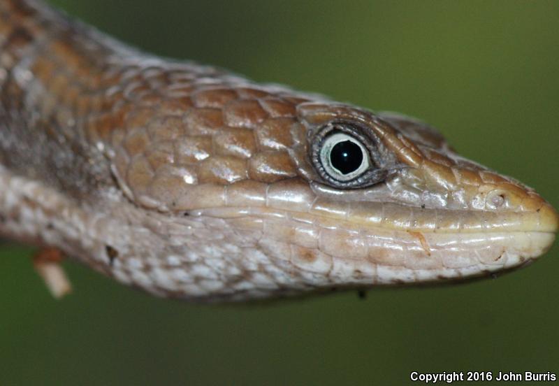 Texas Alligator Lizard (Gerrhonotus infernalis infernalis)