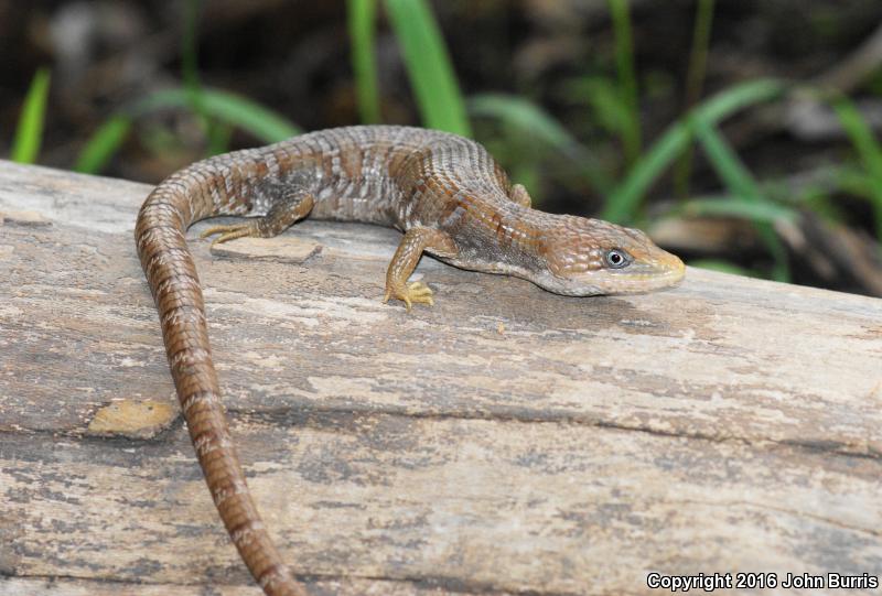 Texas Alligator Lizard (Gerrhonotus infernalis infernalis)