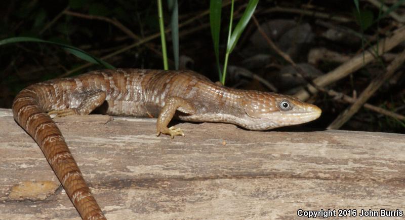 Texas Alligator Lizard (Gerrhonotus infernalis infernalis)