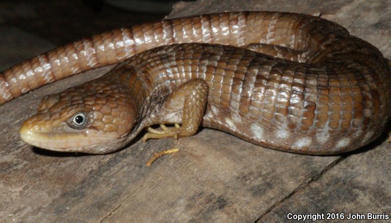 Texas Alligator Lizard (Gerrhonotus infernalis infernalis)