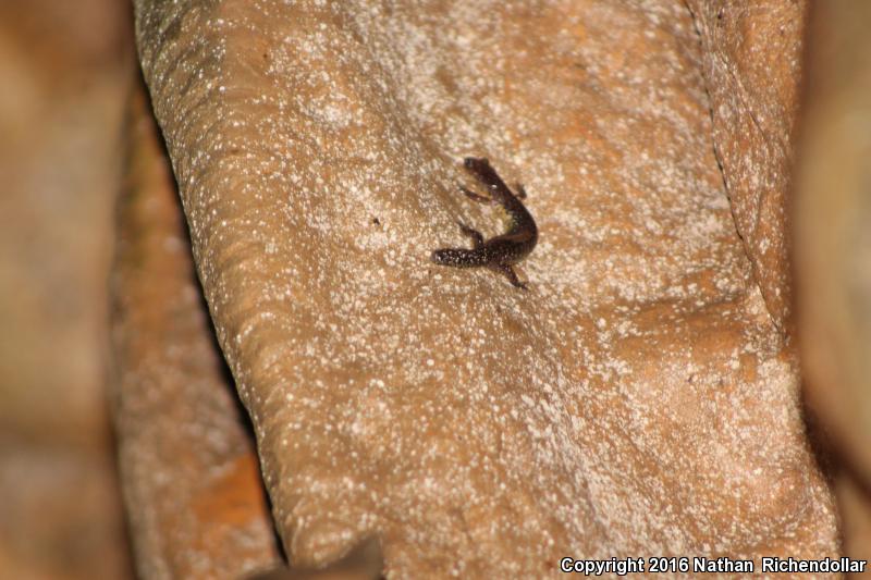 Wehrle's Salamander (Plethodon wehrlei)