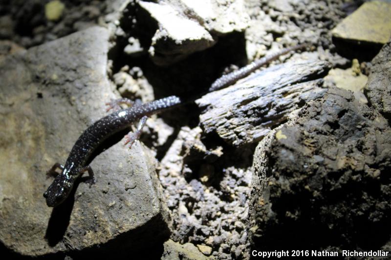 Wehrle's Salamander (Plethodon wehrlei)