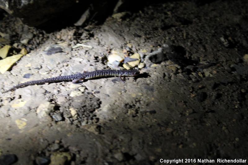 Wehrle's Salamander (Plethodon wehrlei)