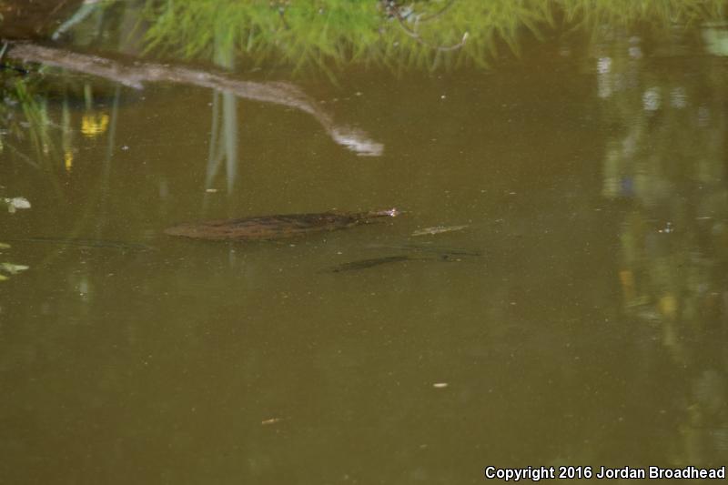 Gulf Coast Spiny Softshell (Apalone spinifera aspera)