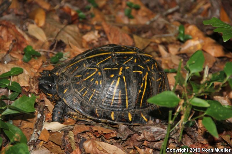 Florida Box Turtle (Terrapene carolina bauri)