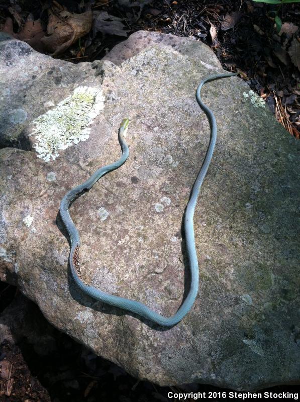 Western Rough Greensnake (Opheodrys aestivus majalis)