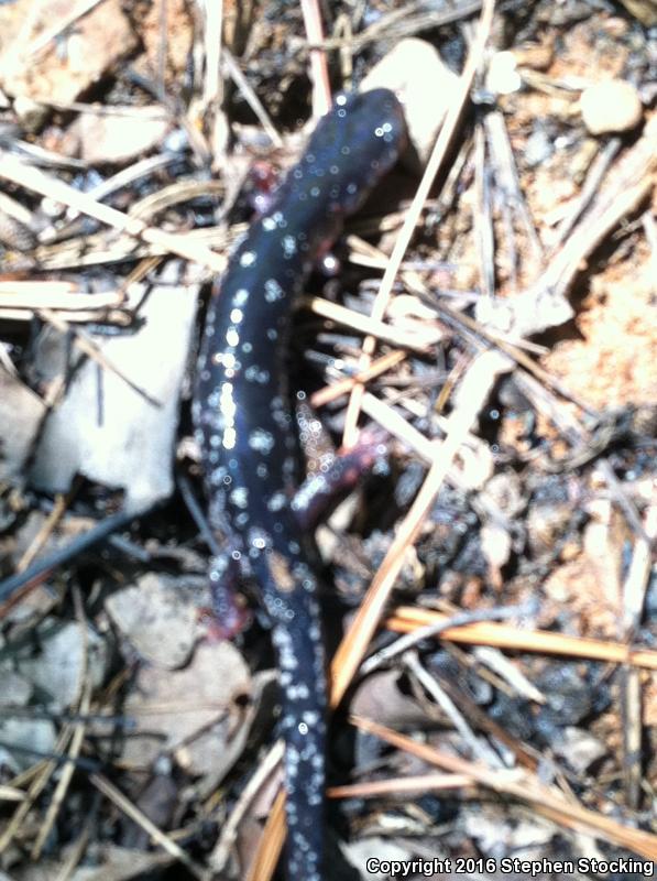 Fourche Mountain Salamander (Plethodon fourchensis)