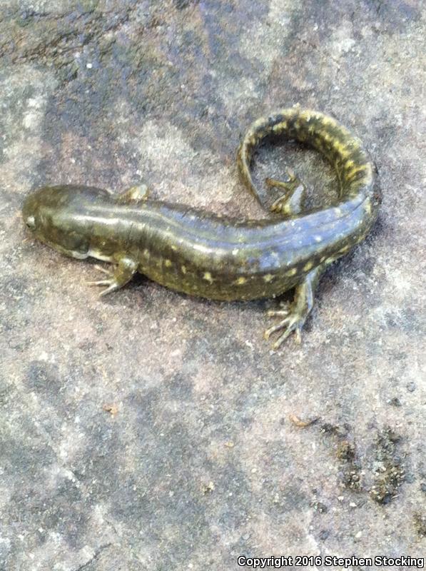 Ringed Salamander (Ambystoma annulatum)