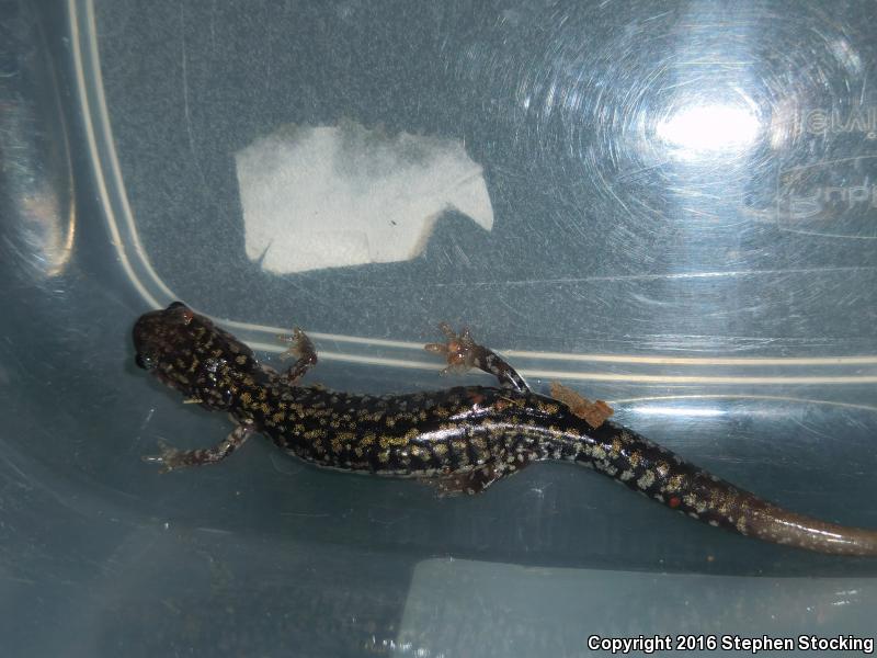 Caddo Mountain Salamander (Plethodon caddoensis)