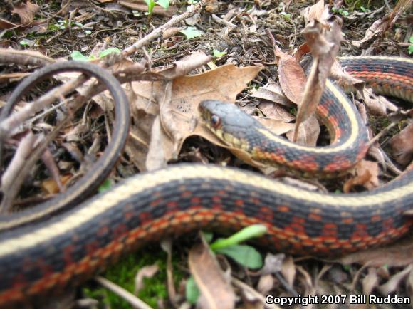 Common Gartersnake (Thamnophis sirtalis)