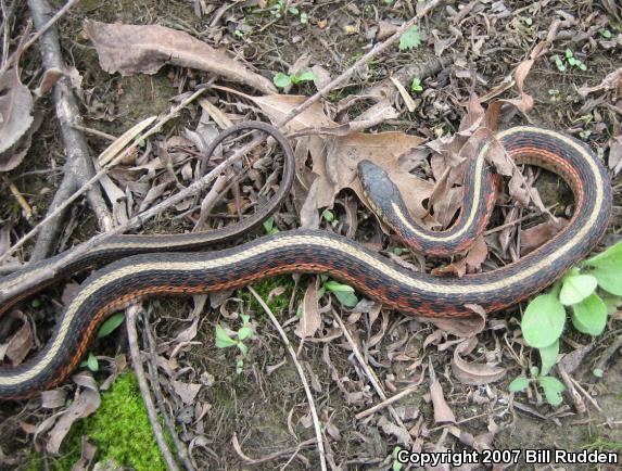 Common Gartersnake (Thamnophis sirtalis)