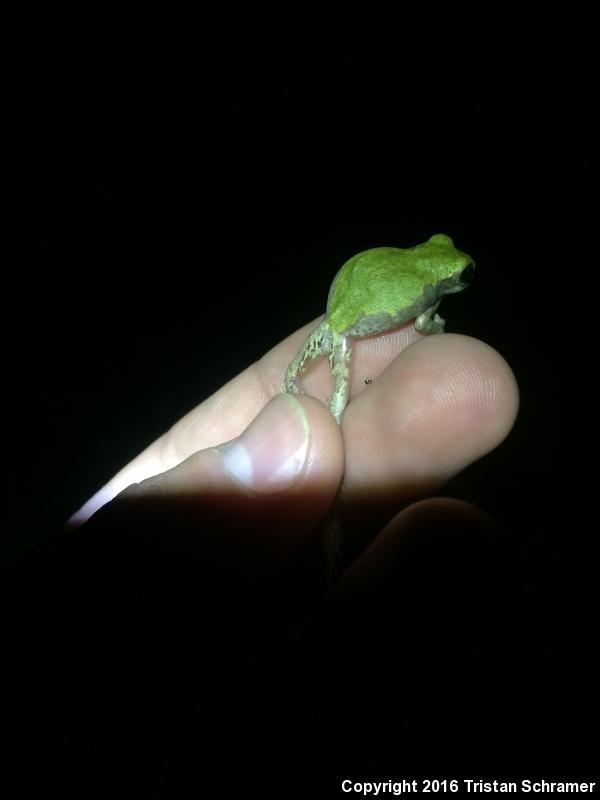 Bird-voiced Treefrog (Hyla avivoca)