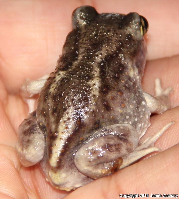 Hurter's Spadefoot (Scaphiopus hurterii)