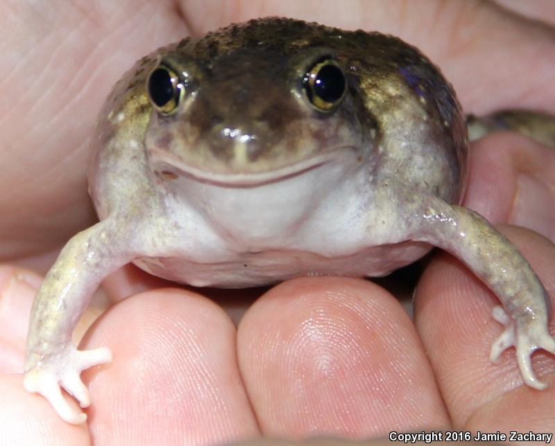 Hurter's Spadefoot (Scaphiopus hurterii)