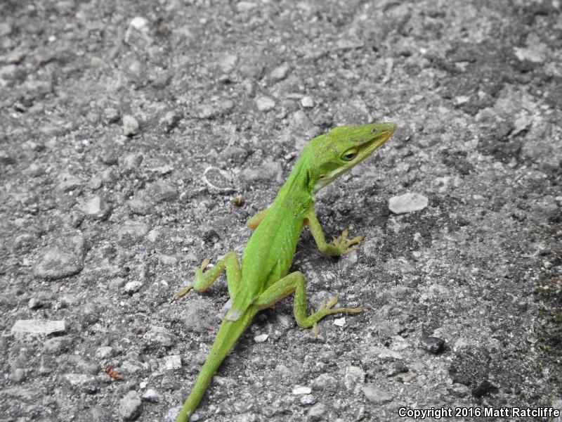 Southern Green Anole (Anolis carolinensis seminolus)