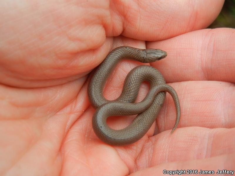 Western Smooth Earthsnake (Virginia valeriae elegans)