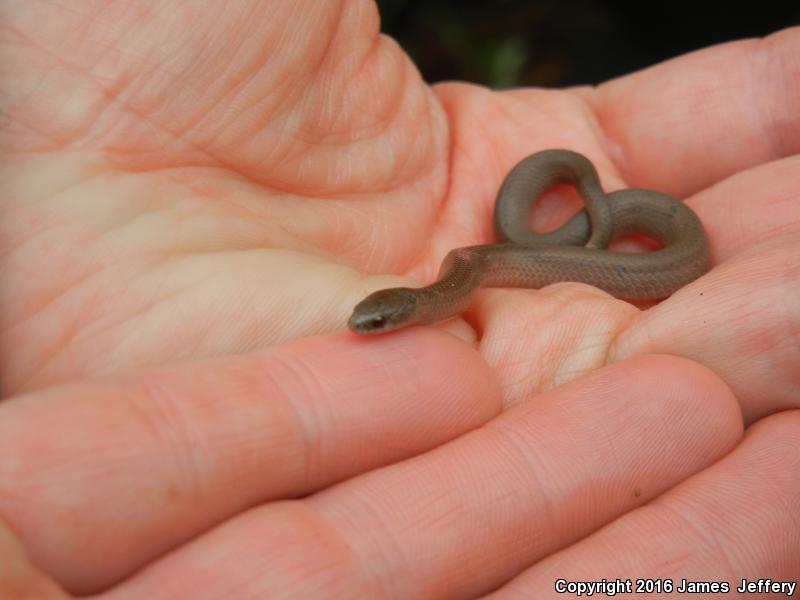 Western Smooth Earthsnake (Virginia valeriae elegans)