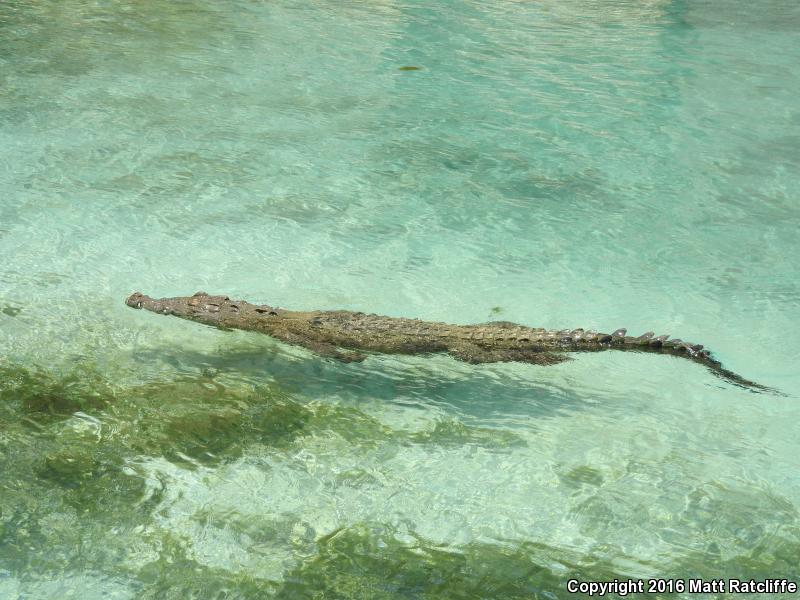 American Crocodile (Crocodylus acutus)