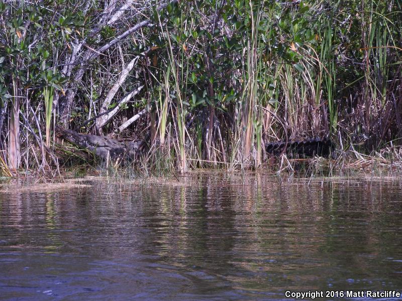 American Crocodile (Crocodylus acutus)