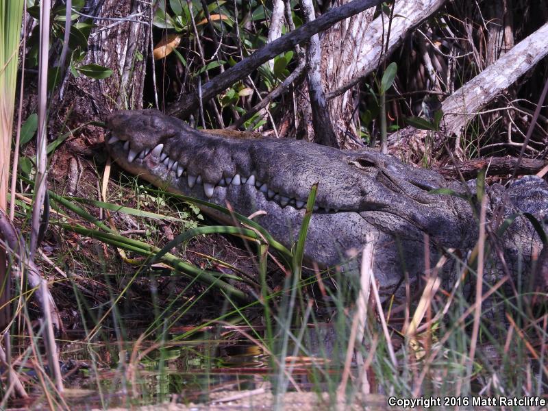 American Crocodile (Crocodylus acutus)