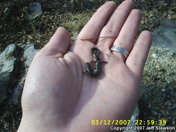 Eastern Red-backed Salamander (Plethodon cinereus)