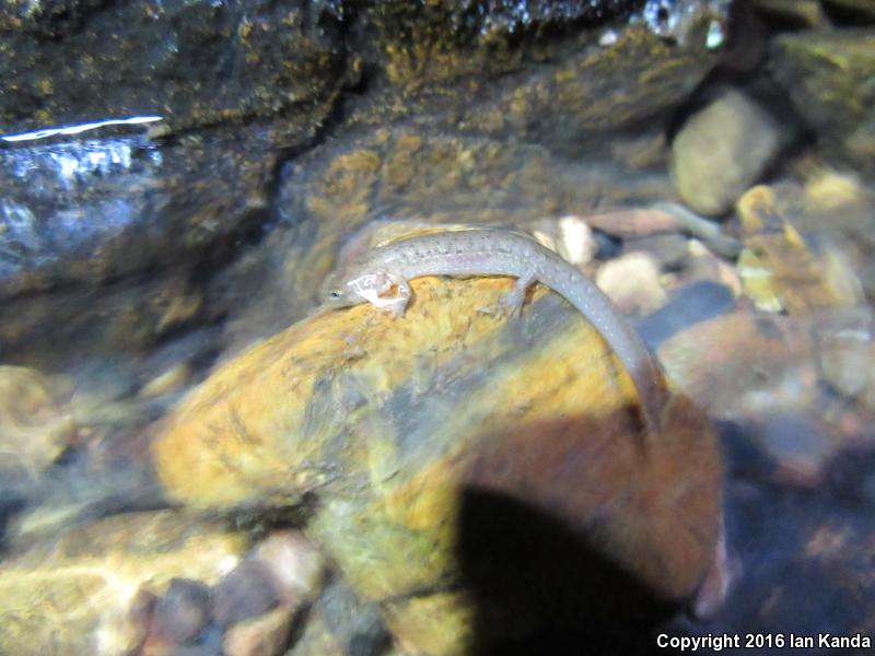 Ouachita Dusky Salamander (Desmognathus brimleyorum)