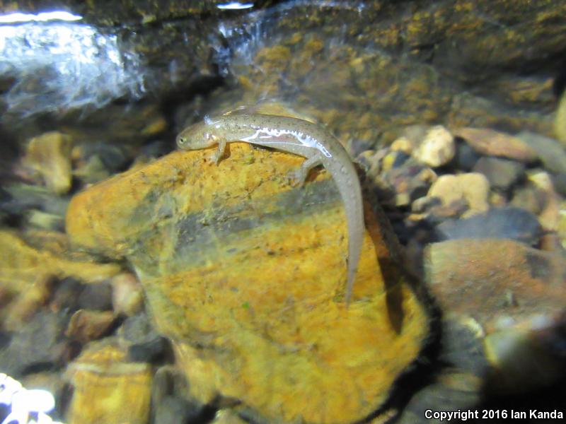 Ouachita Dusky Salamander (Desmognathus brimleyorum)