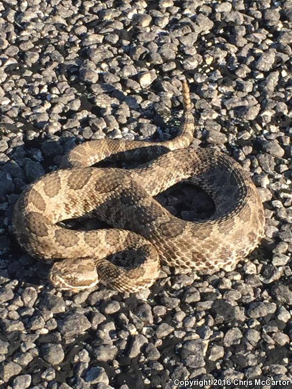 Western Massasauga (Sistrurus catenatus tergeminus)