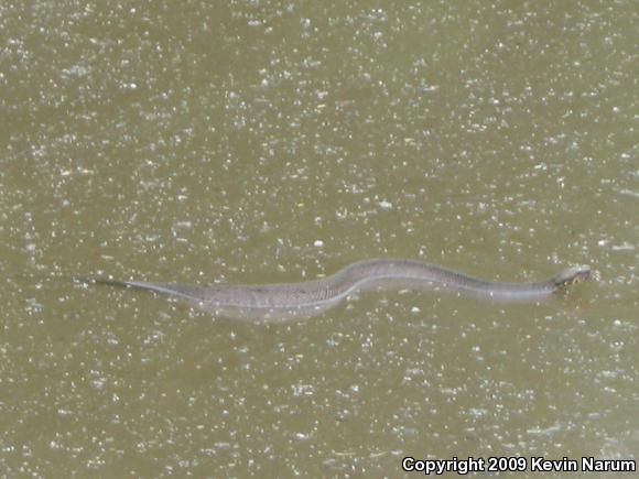 Cottonmouth (Agkistrodon piscivorus)