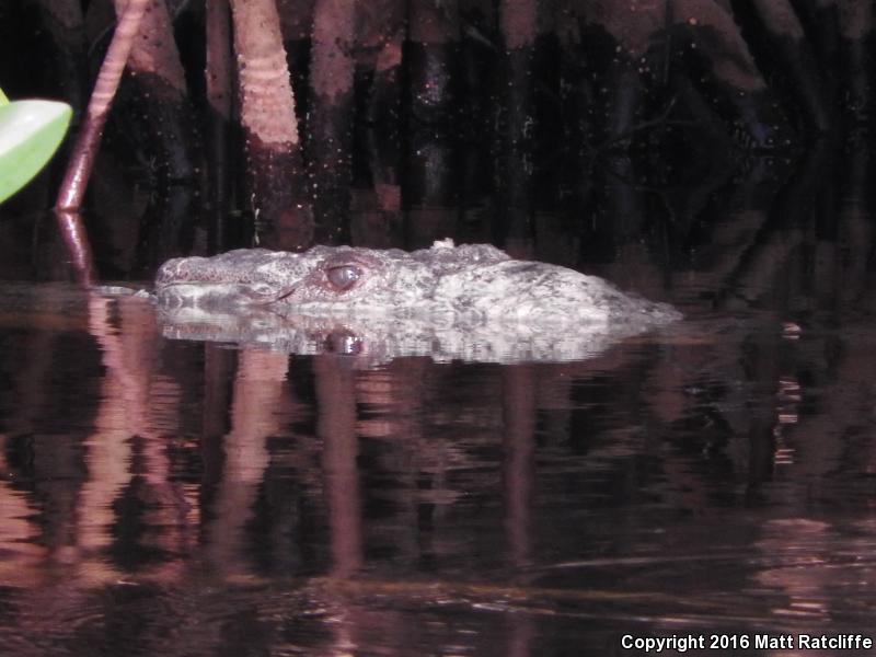 American Crocodile (Crocodylus acutus)