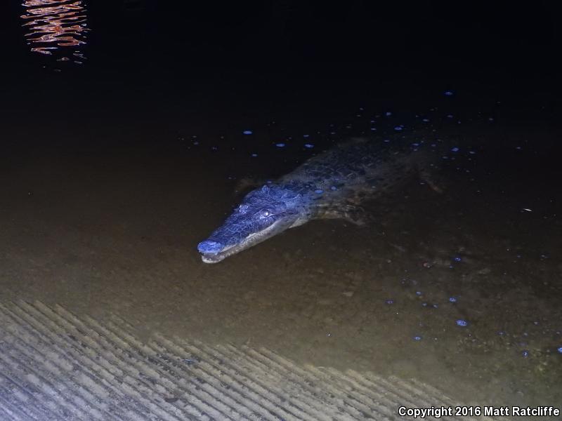 American Crocodile (Crocodylus acutus)