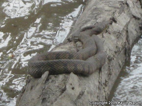 Diamond-backed Watersnake (Nerodia rhombifer rhombifer)