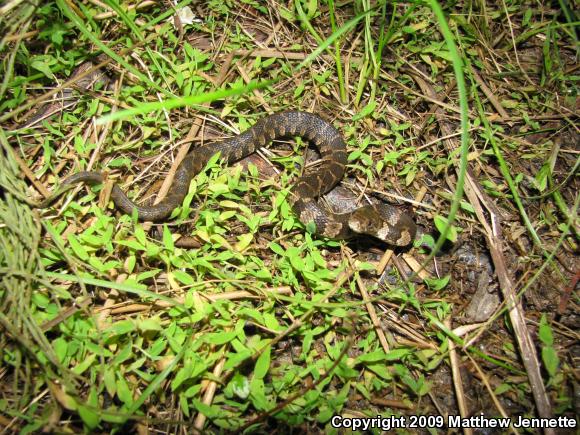 Northern Watersnake (Nerodia sipedon sipedon)