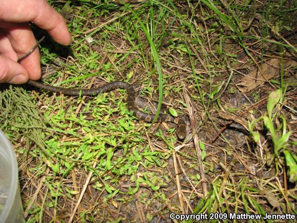 Northern Watersnake (Nerodia sipedon sipedon)