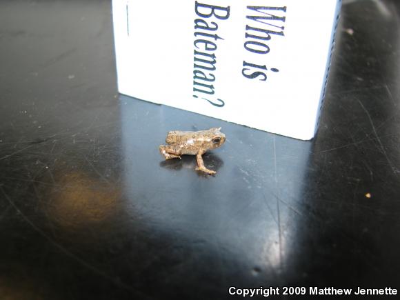 Eastern American Toad (Anaxyrus americanus americanus)