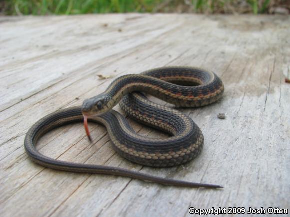 Common Gartersnake (Thamnophis sirtalis)