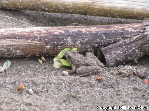 Blanchard's Cricket Frog (Acris crepitans blanchardi)