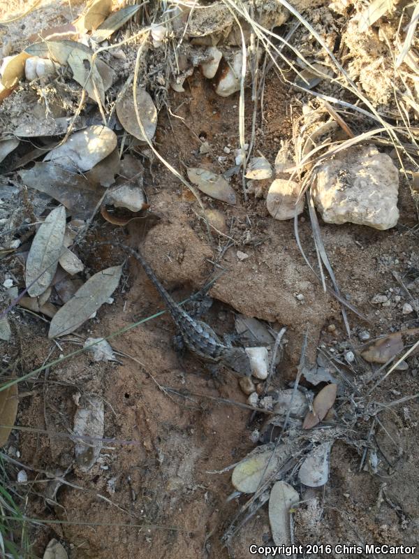 Texas Spiny Lizard (Sceloporus olivaceus)