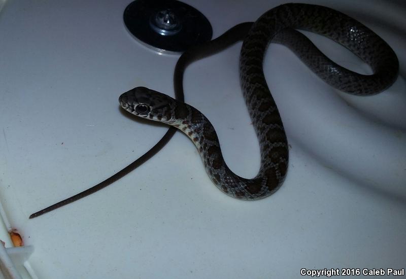 Buttermilk Racer (Coluber constrictor anthicus)