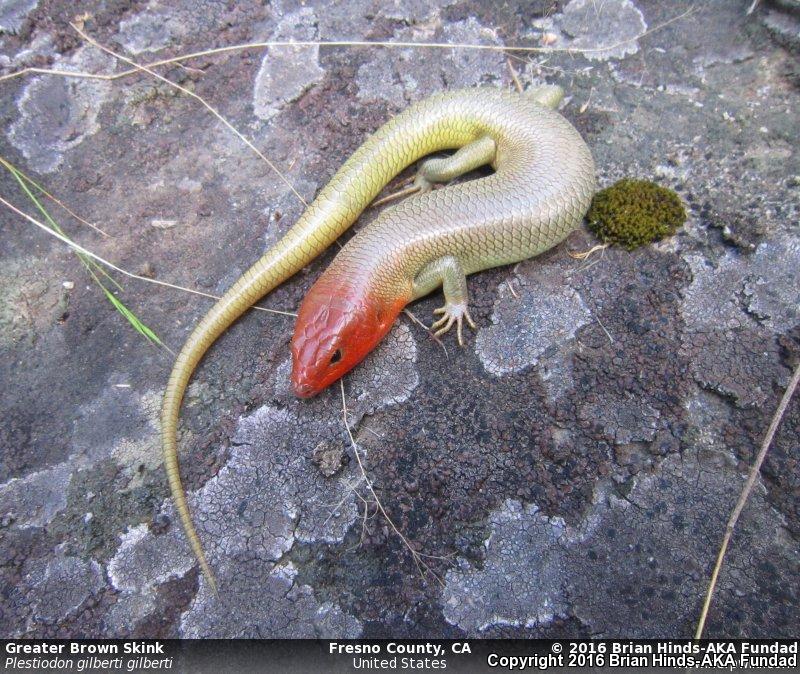 Greater Brown Skink (Plestiodon gilberti gilberti)