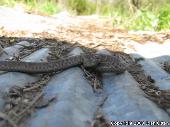 Dekay's Brownsnake (Storeria dekayi)