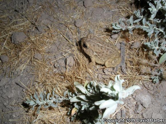 Woodhouse's Toad (Anaxyrus woodhousii woodhousii)