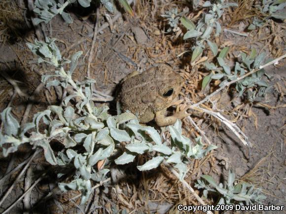 Woodhouse's Toad (Anaxyrus woodhousii woodhousii)