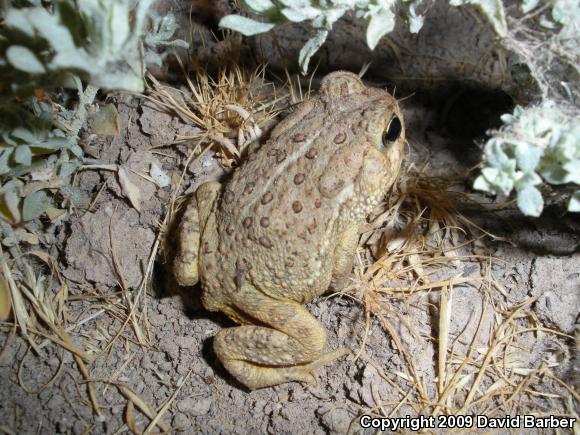 Woodhouse's Toad (Anaxyrus woodhousii woodhousii)