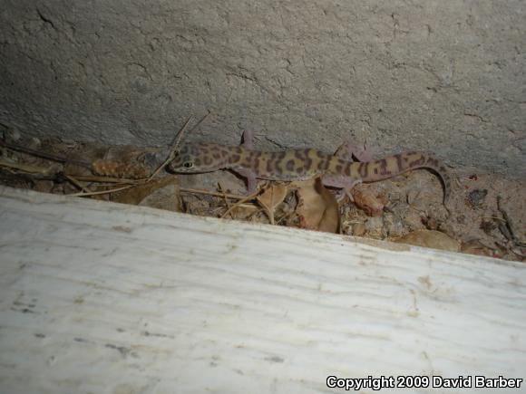 Desert Banded Gecko (Coleonyx variegatus variegatus)