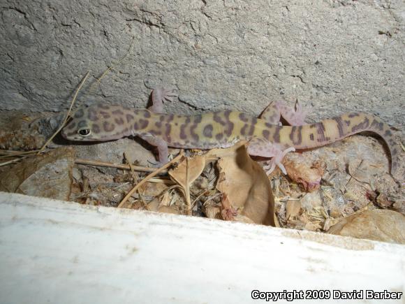 Desert Banded Gecko (Coleonyx variegatus variegatus)